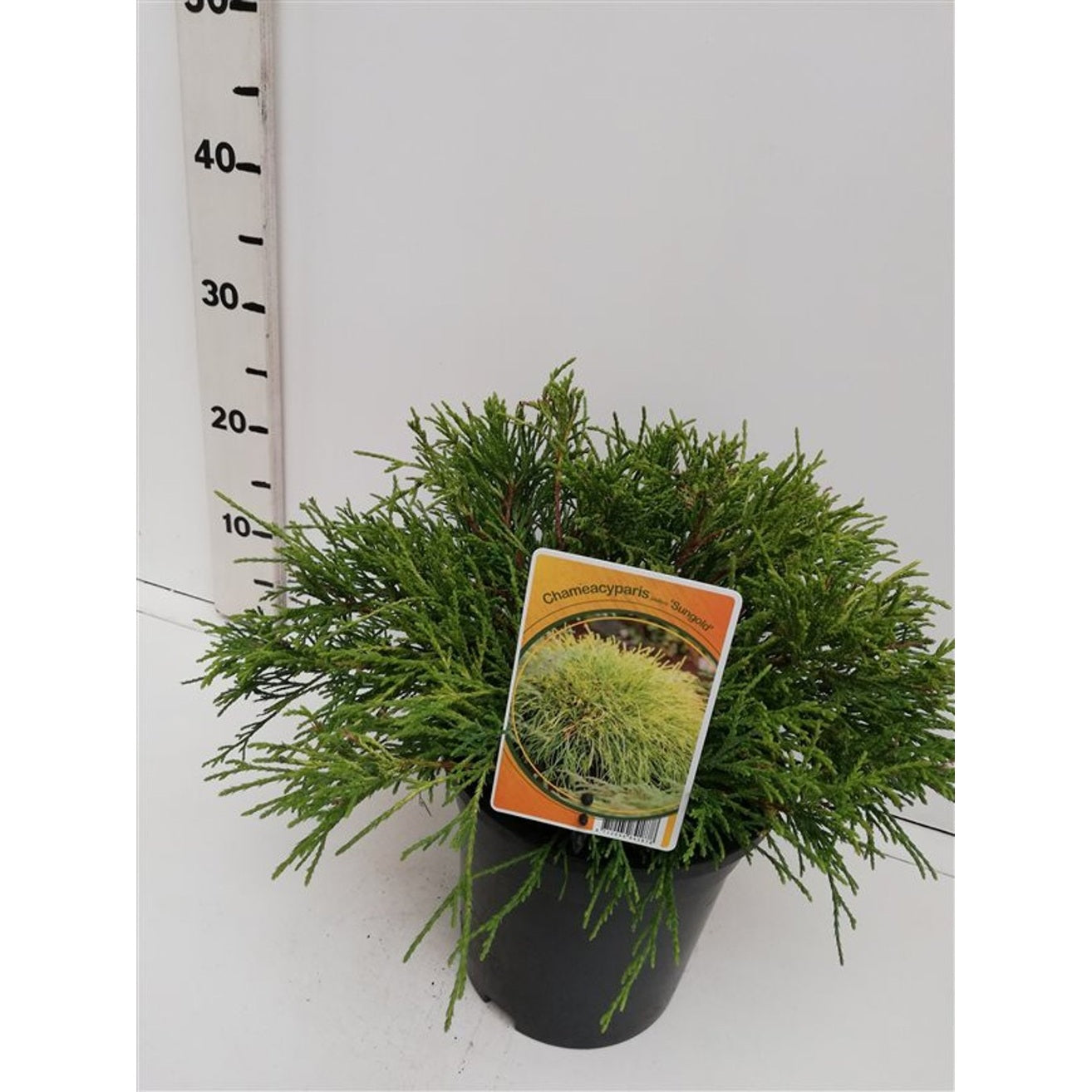 Ädelcypress – Chamaecyparis pisifera 'Sungold' - C3 30-40 CM